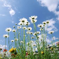 daisies_flowers_sky_clouds_lawn_green-1086762.jpg!d.jpg